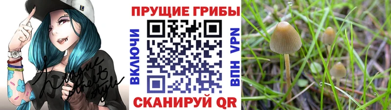 Галлюциногенные грибы Cubensis  ОМГ ОМГ ССЫЛКА  Калачинск 